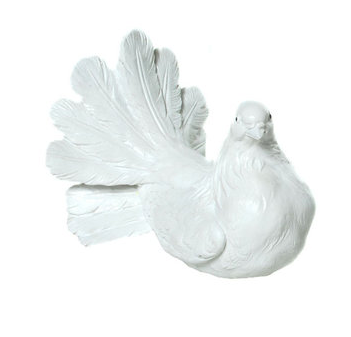 Weiße Taube Taube Blick rechts